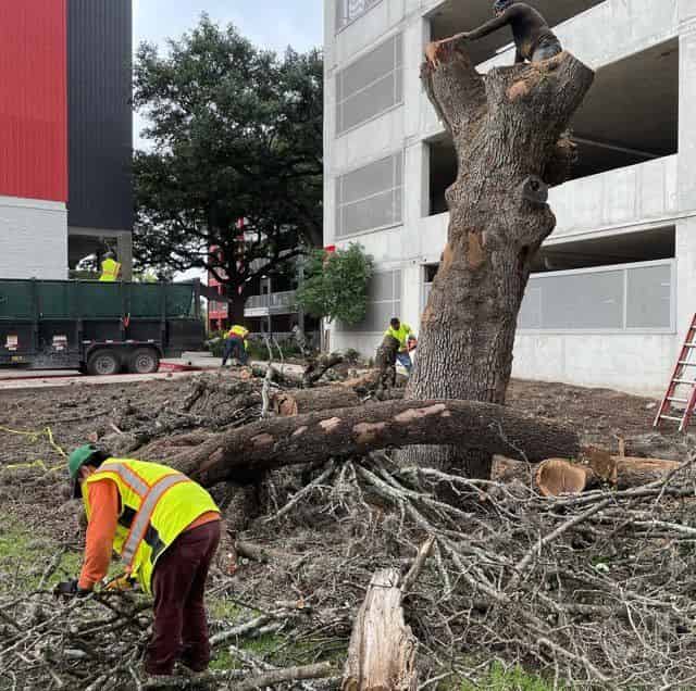 Storm Damage Clean Up image