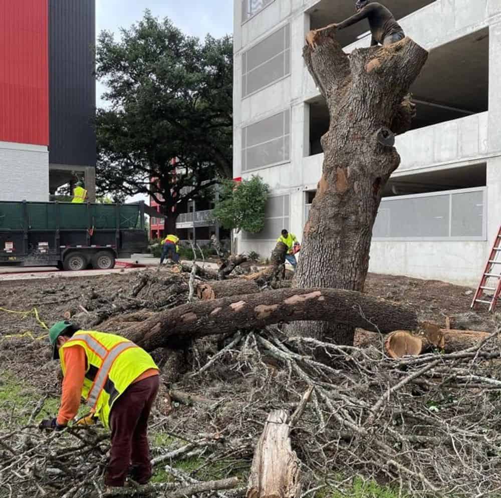 Tree Removal and Trimming image