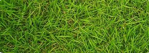 fertilization austins best lawns